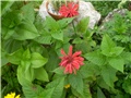 monarda